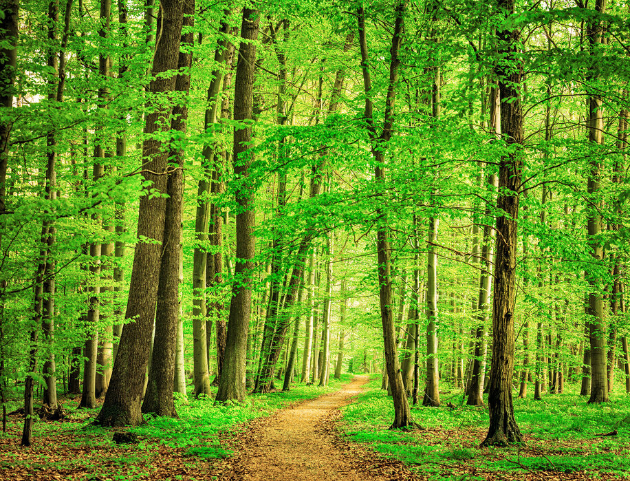 green-forest-in-spring-1 green-forest-in-spring-1