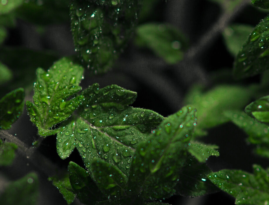 GreenJungle GreenJungle